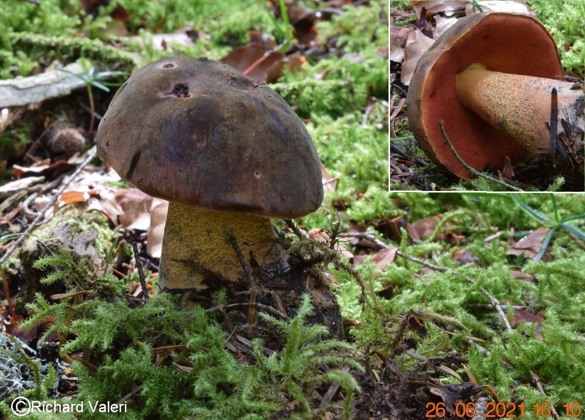 Neoboletus erythropus  (Neoboletus - Boletales)