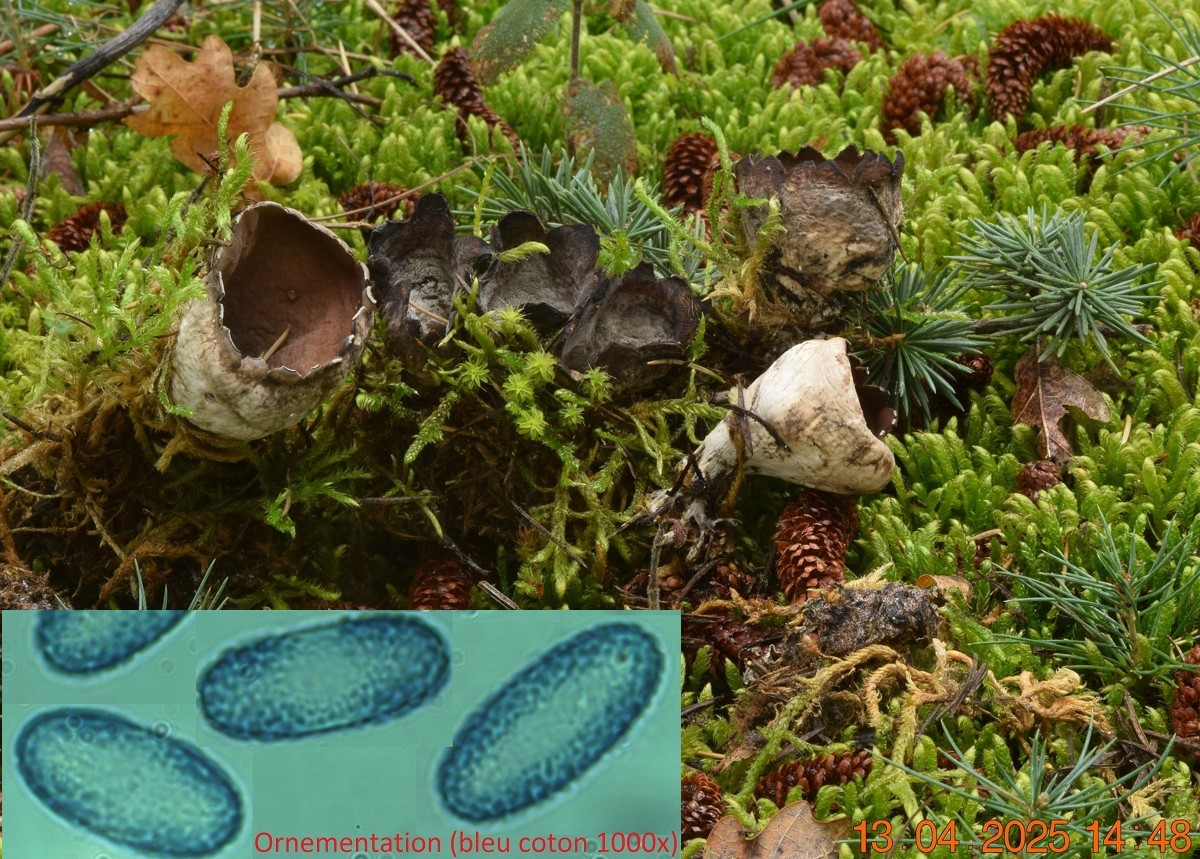 Neournula pouchetii (Pezizales- Ascomycètes)