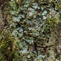 Normandina pulchella (43-Lavaudieu)