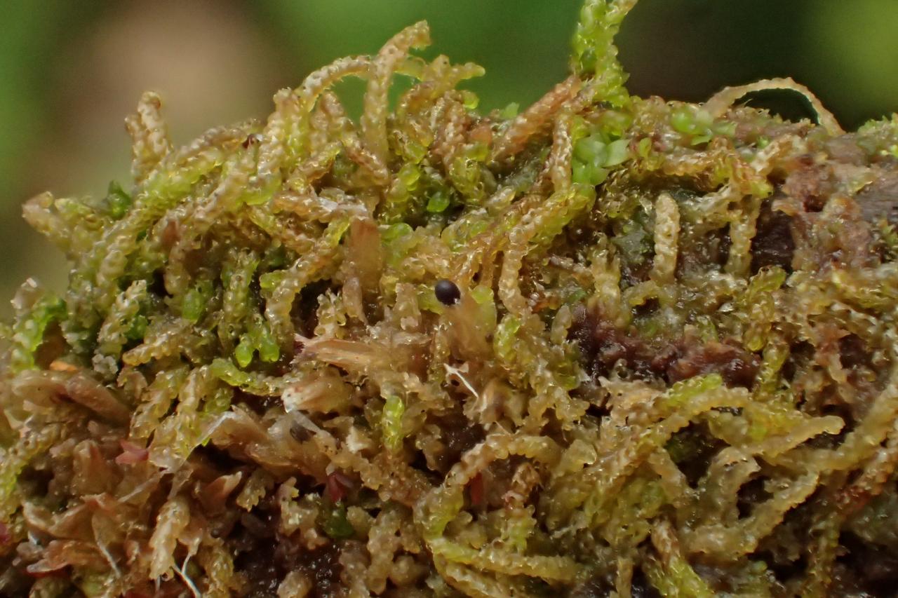 Nowellia curvifolia (63-Col du Béal)