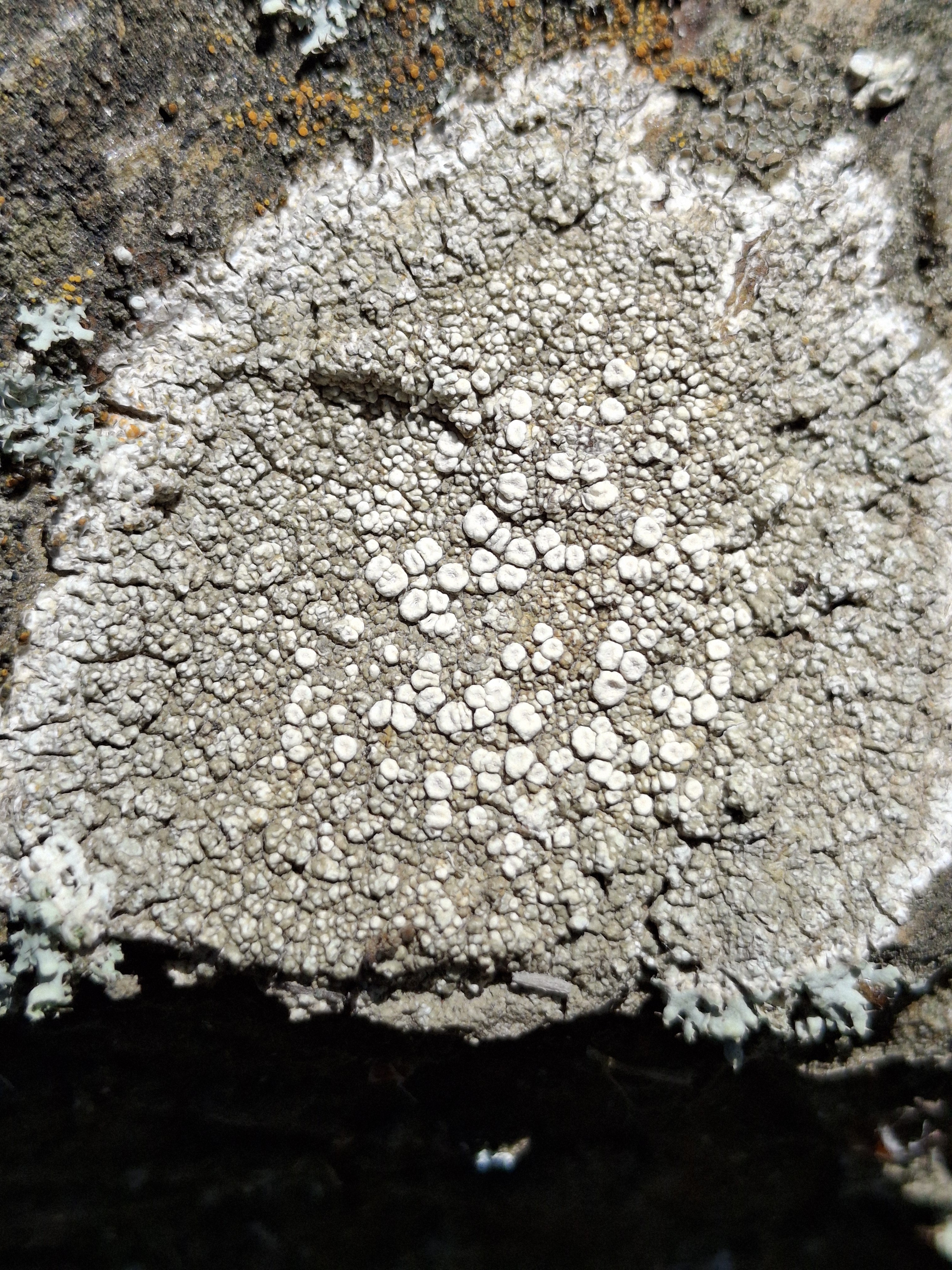 Ochrolechia parella (63-Aydat)
