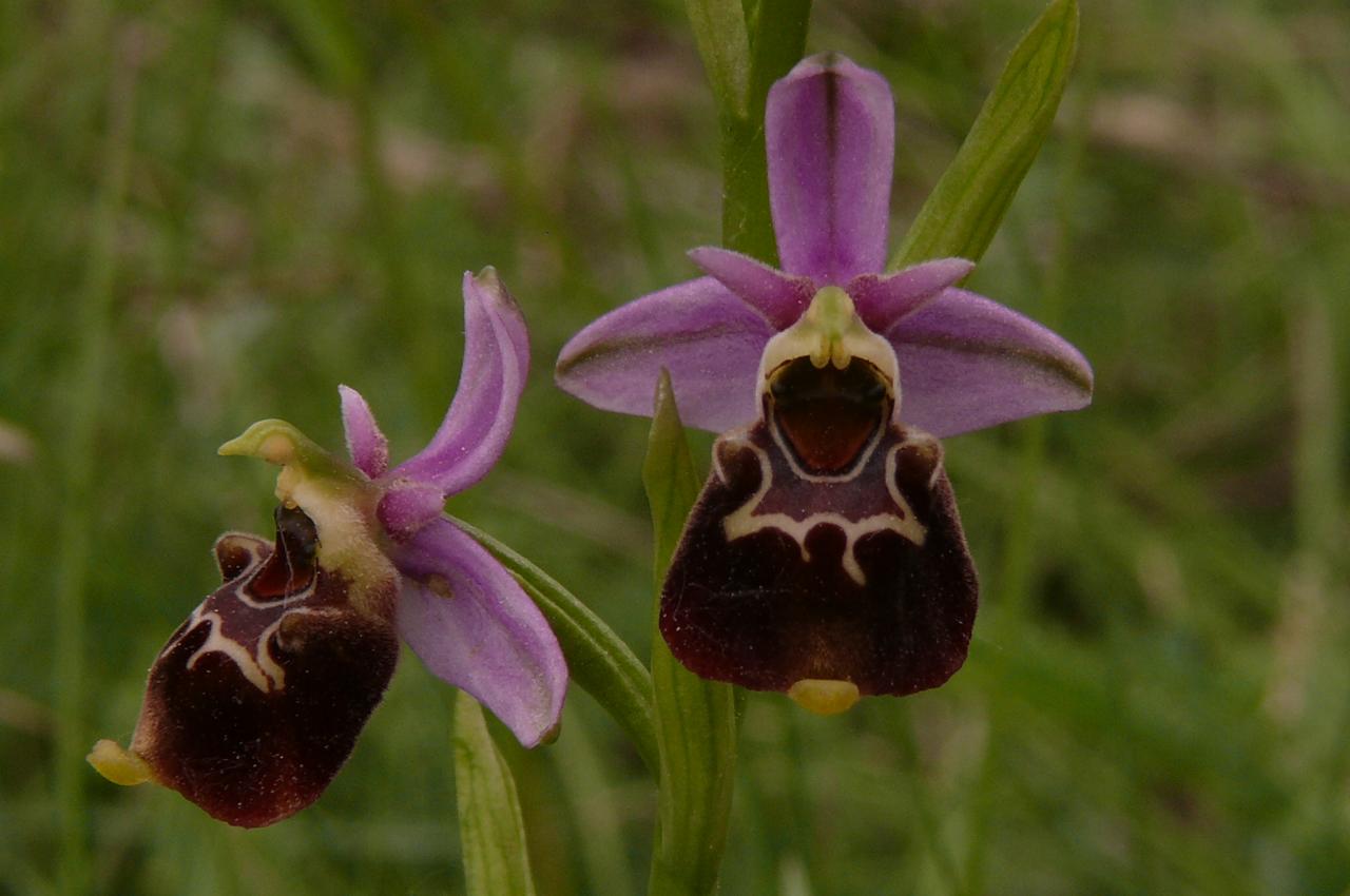 Ophrys fuciflora (63-Chauriat)