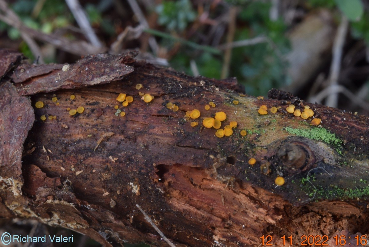 Orbilia xanthostigma (Orbiliales - Ascomycètes)