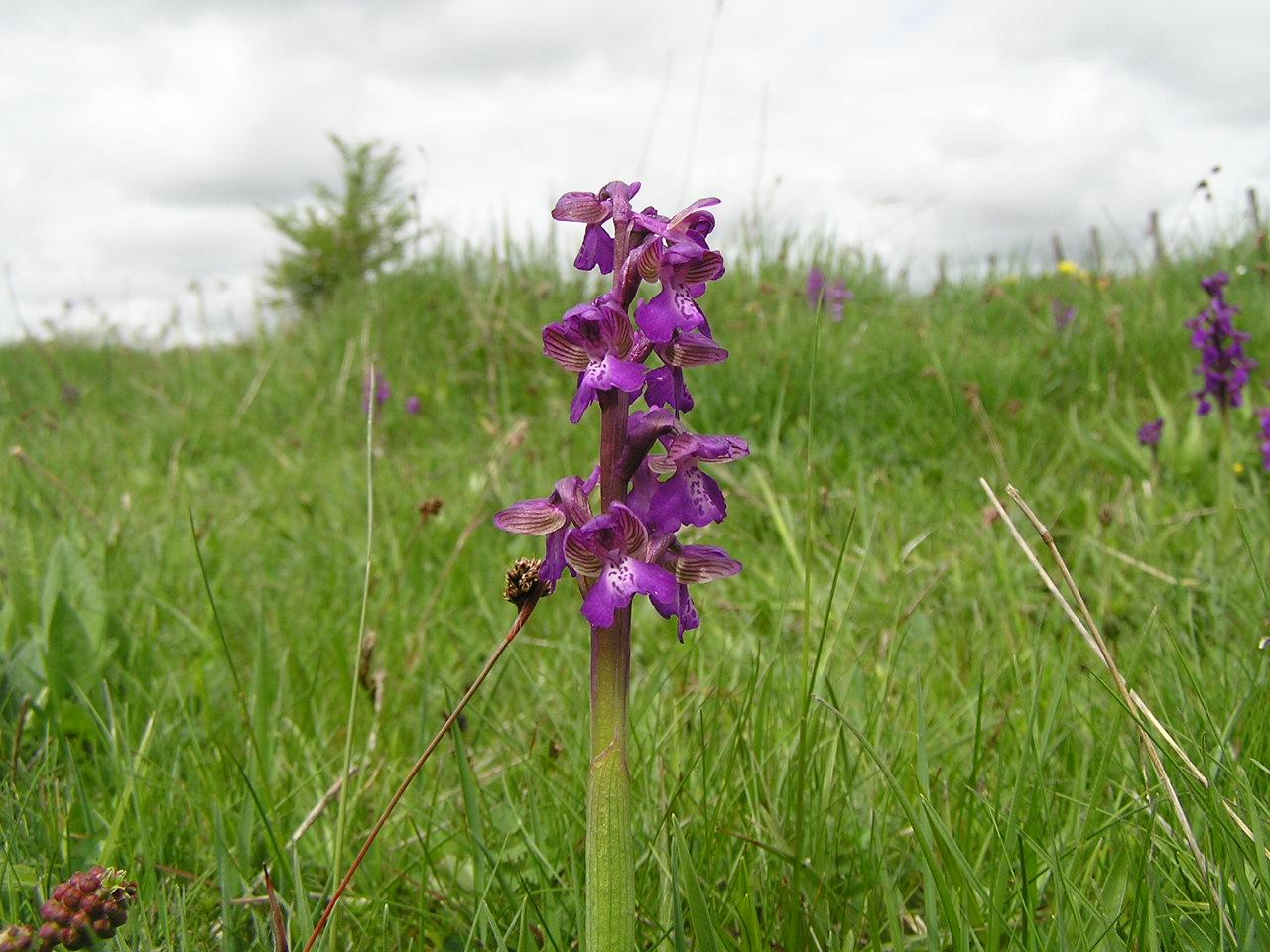 Orchis morio (12-Aubrac)