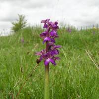 Anacamptis morio (12-Aubrac)