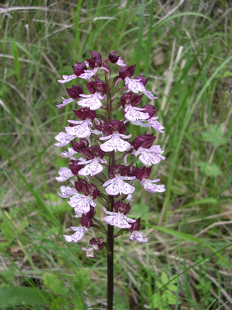 Orchis purpurea (63-Boudes)