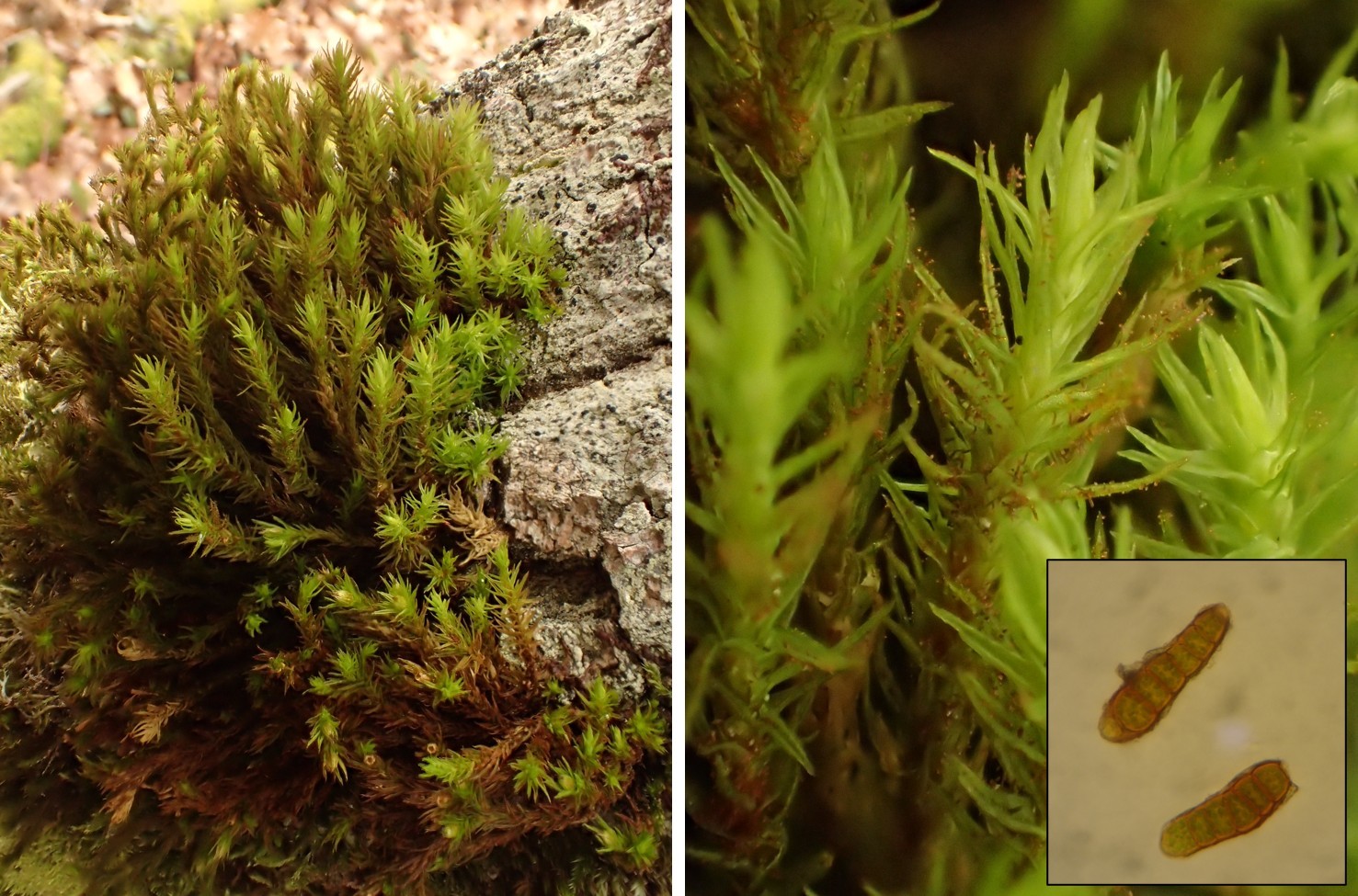 Orthotrichum liellyi (63-Forêt de la Comté)