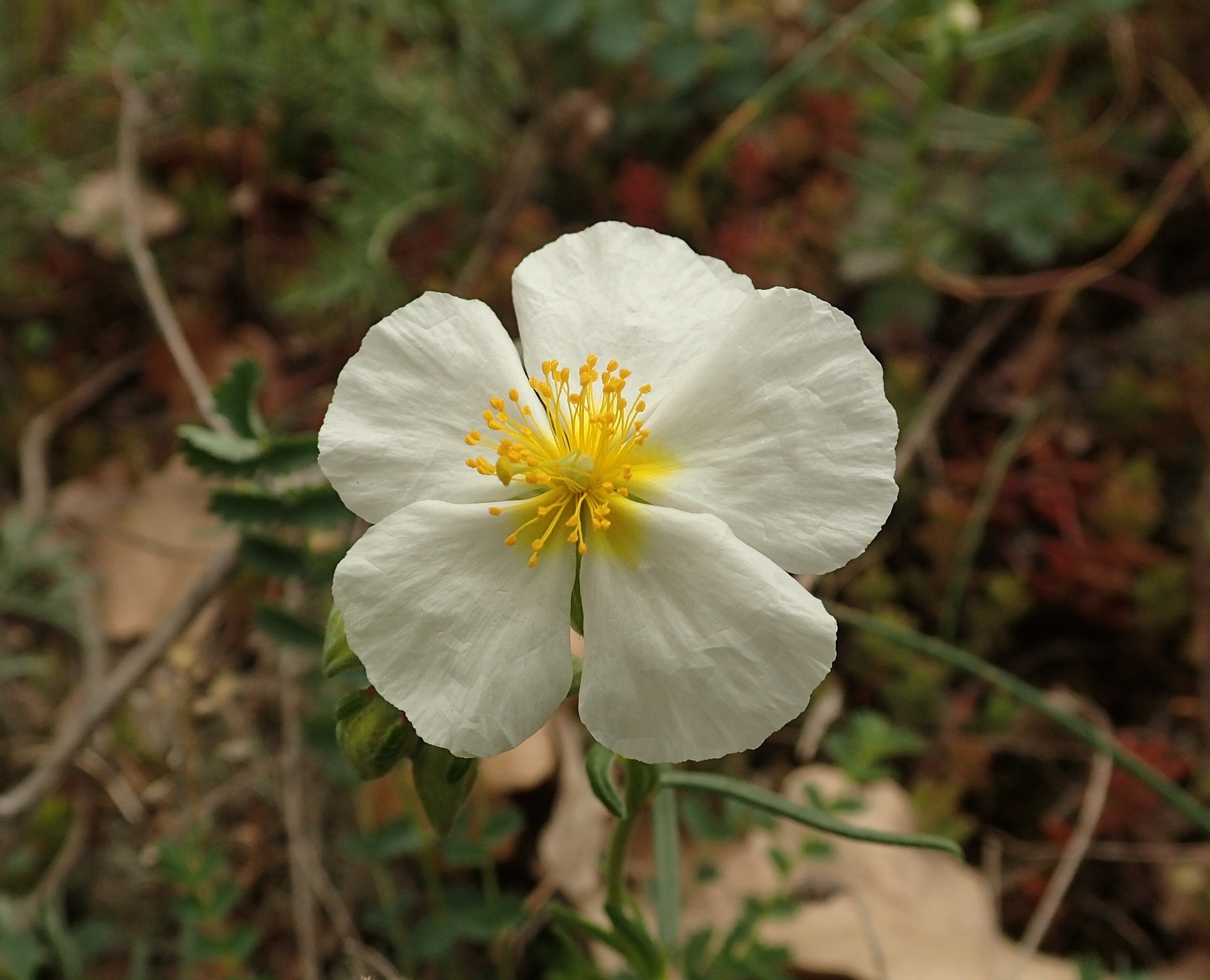 Helianthemum apenninum (63-Coudes)