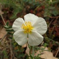 Helianthemum apenninum (63-Coudes)