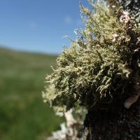 Usnea hirta (63-Cézallier)