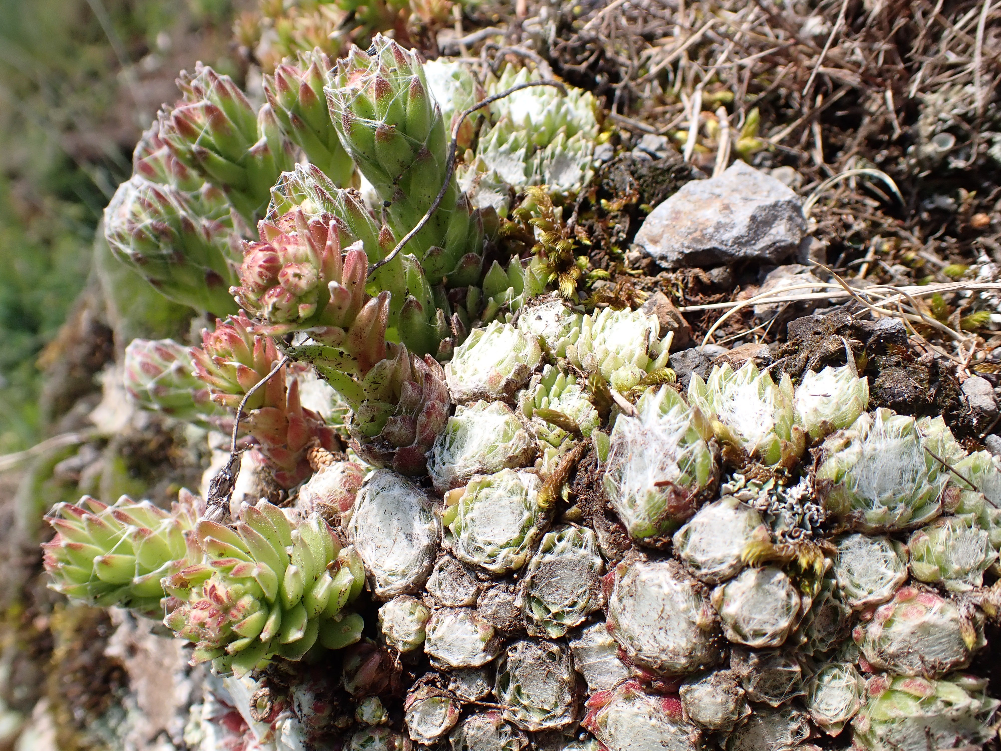 Sempervivum arachnoideum (15-Landeyrat)