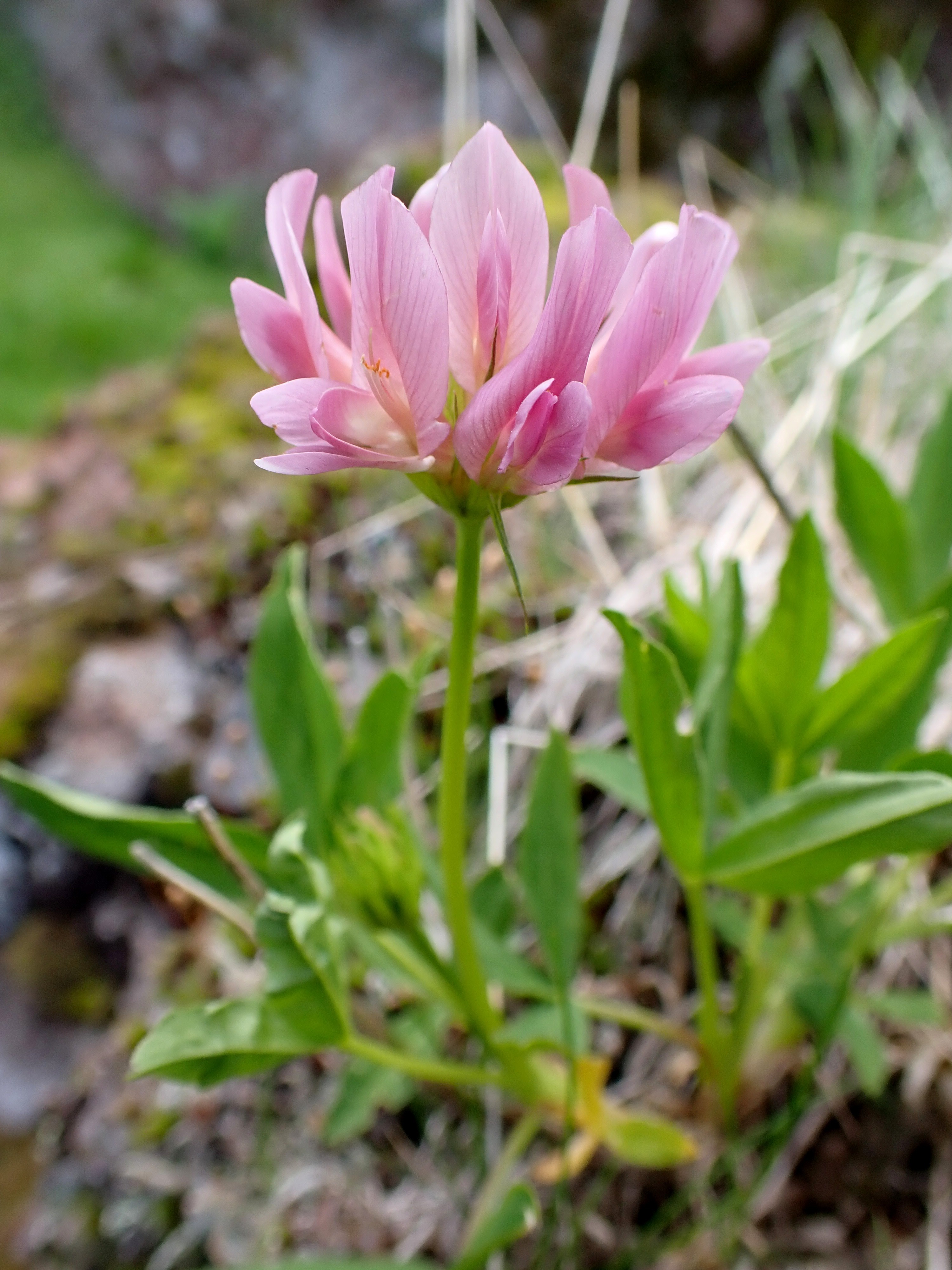 Trifolium alpinum (15-col d'Eylac)