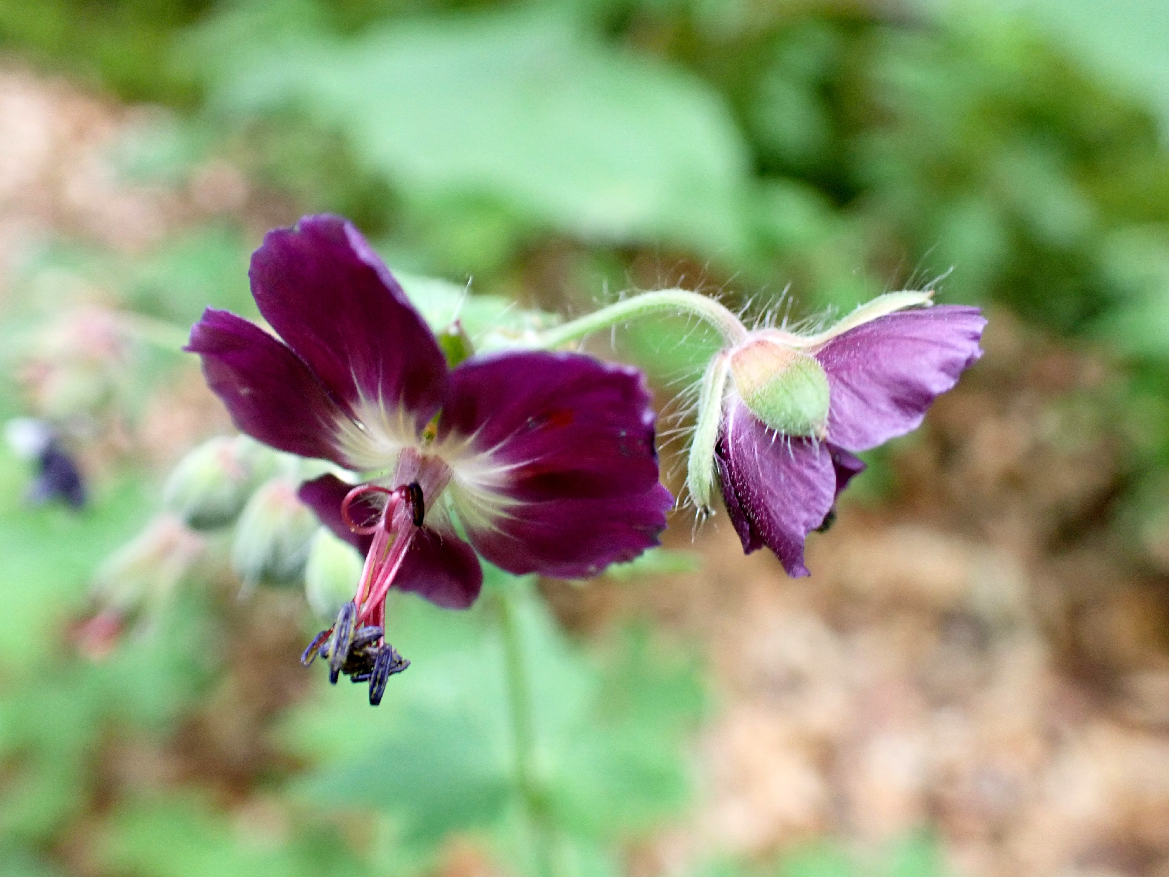 Geranium phaeum (15-Sainte-Anastrasie)