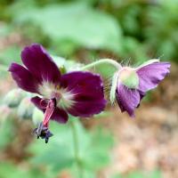 Geranium phaeum (15-Sainte-Anastrasie)