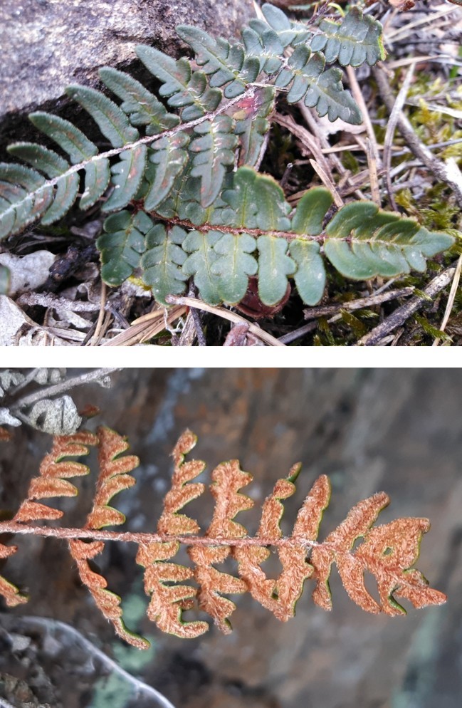 Paragymnopteris marantae (43-Saint-Préjet-Armandon)