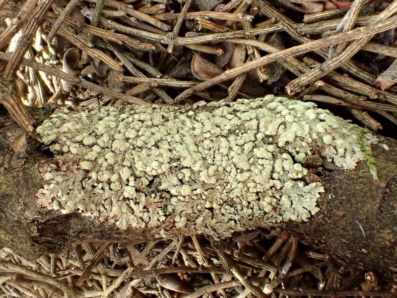 Parmeliopsis ambigua (63-Col de la Chamboite)