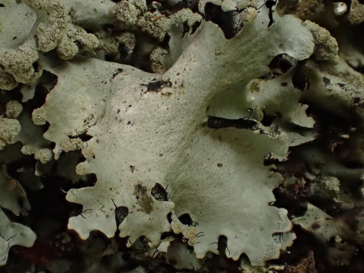 Parmotrema (reticulatum (03-Tronçais)