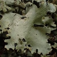 Parmotrema (reticulatum (03-Tronçais)