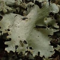 Parmotrema reticulatum (03-Tronçais)