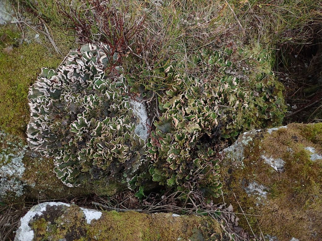 Peltigera aphtosa (63-Col du Béal)