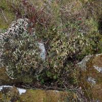 Peltigera aphtosa (63-Col du Béal)