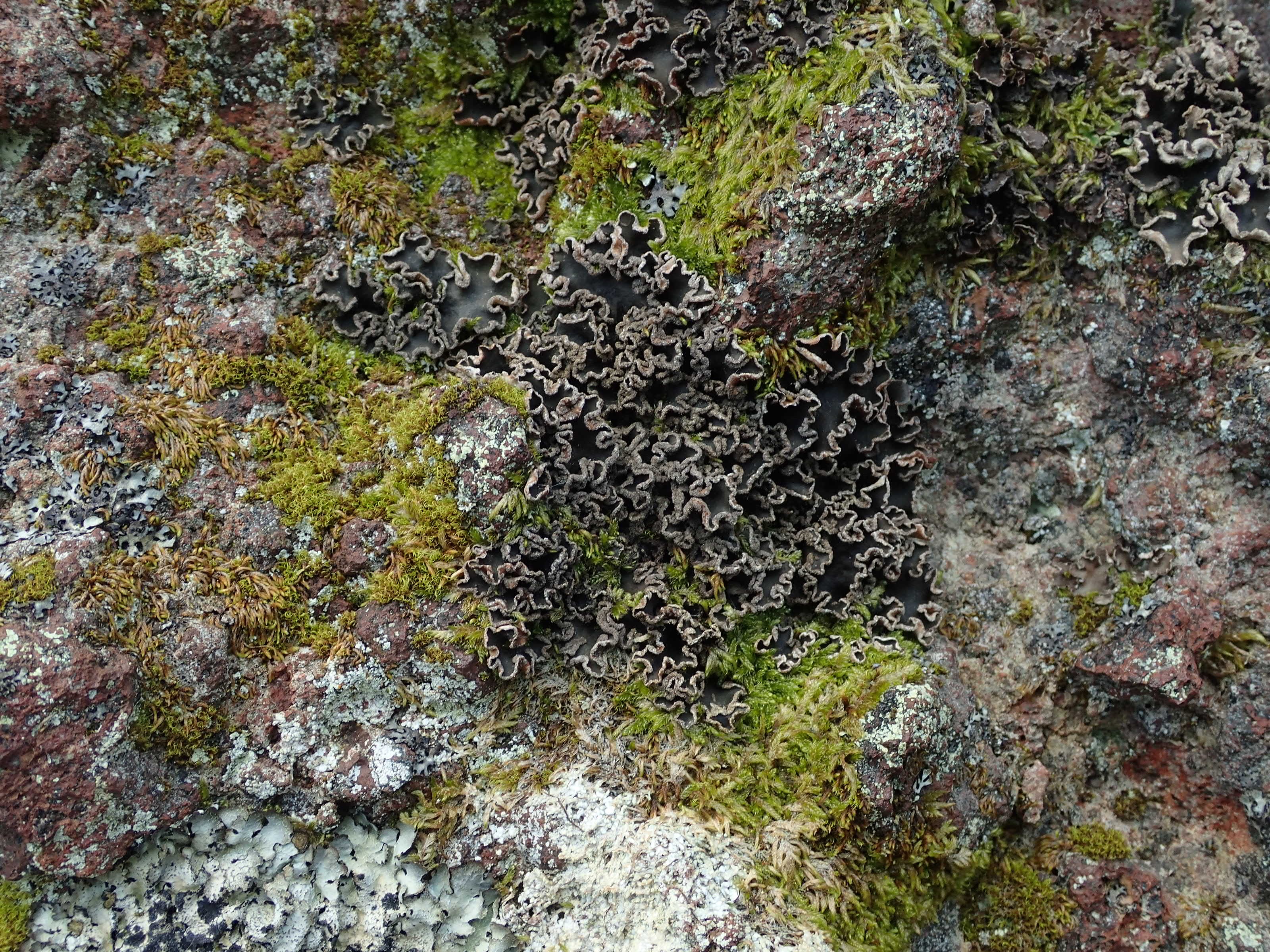 Peltigera collina (15-col d Eylac)