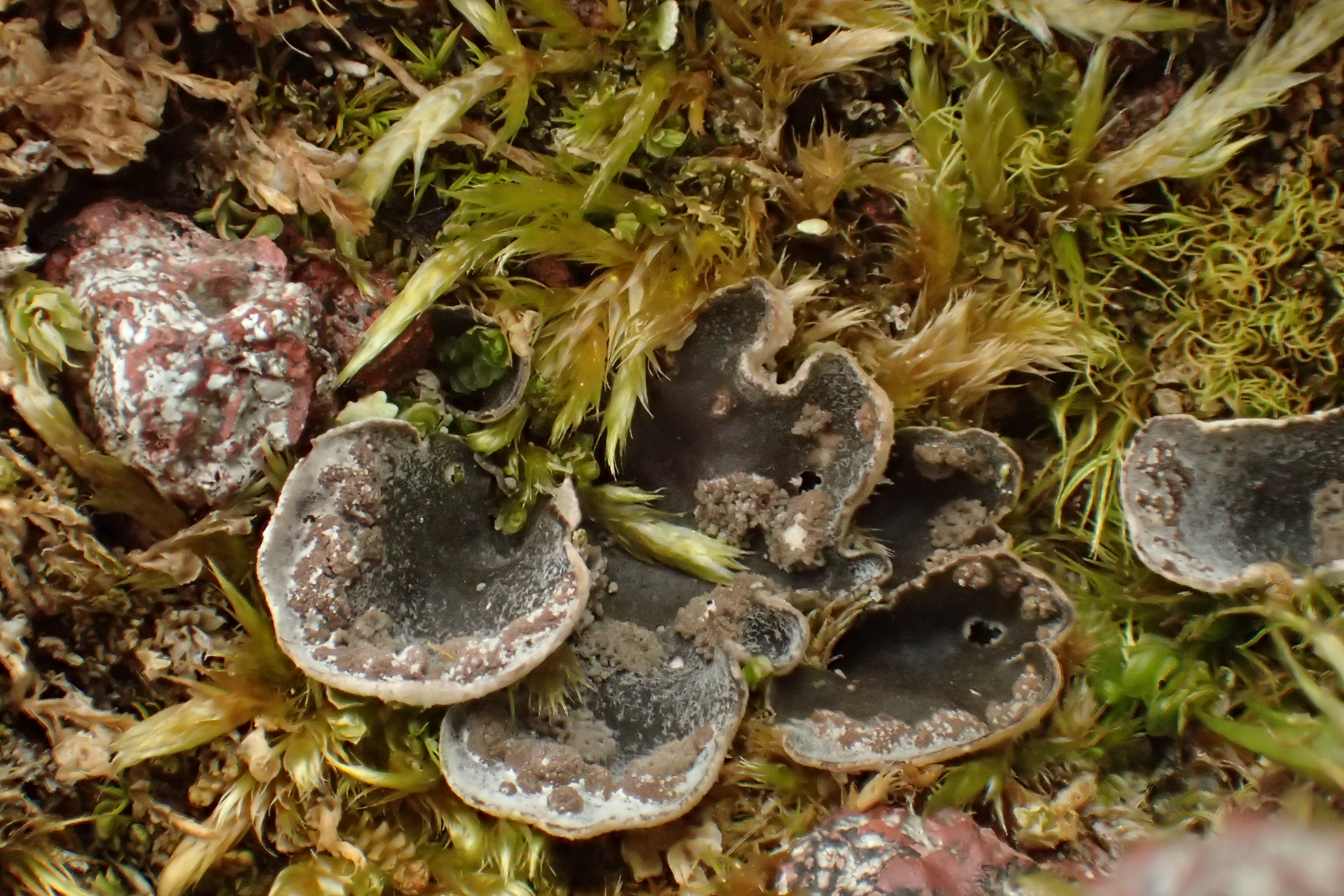 Peltigera lepidophora (15-Eylac)