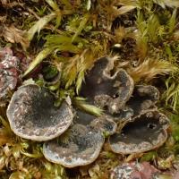 Peltigera lepidophora (15-Eylac)