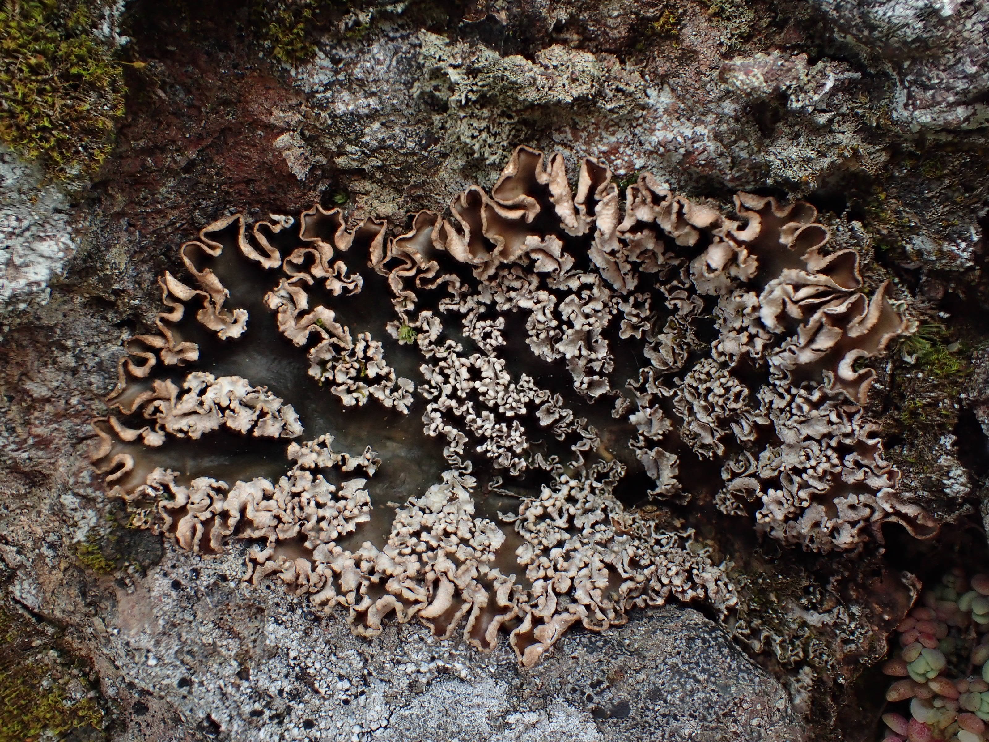 Peltigera monticola (15-col d Eylac)