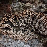 Peltigera monticola (15-col d Eylac)