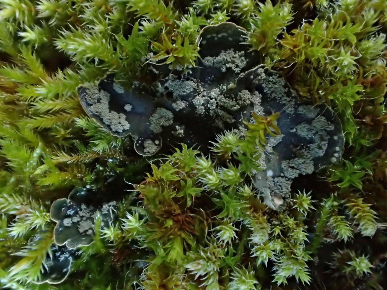 Peltigera extenuata (63-Novacelles)