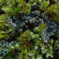 Peltigera extenuata (63-Novacelles)