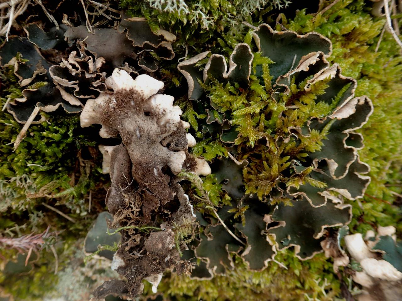 Peltigera malacea (43-Léotoing)