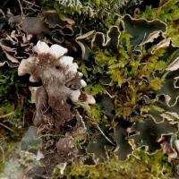 Peltigera malacea (43-Léotoing)