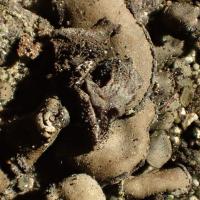Peltula euploca (43-Saint-Arcons-d'Allier)