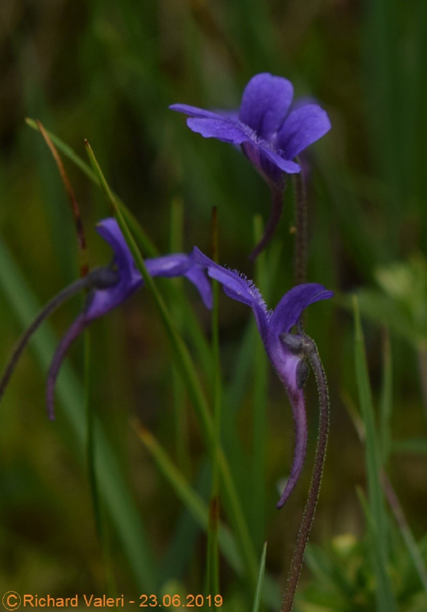 Penguicula grandiflora (63-Vallée du Fossat)