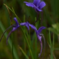 Penguicula grandiflora (63-Vallée du Fossat)