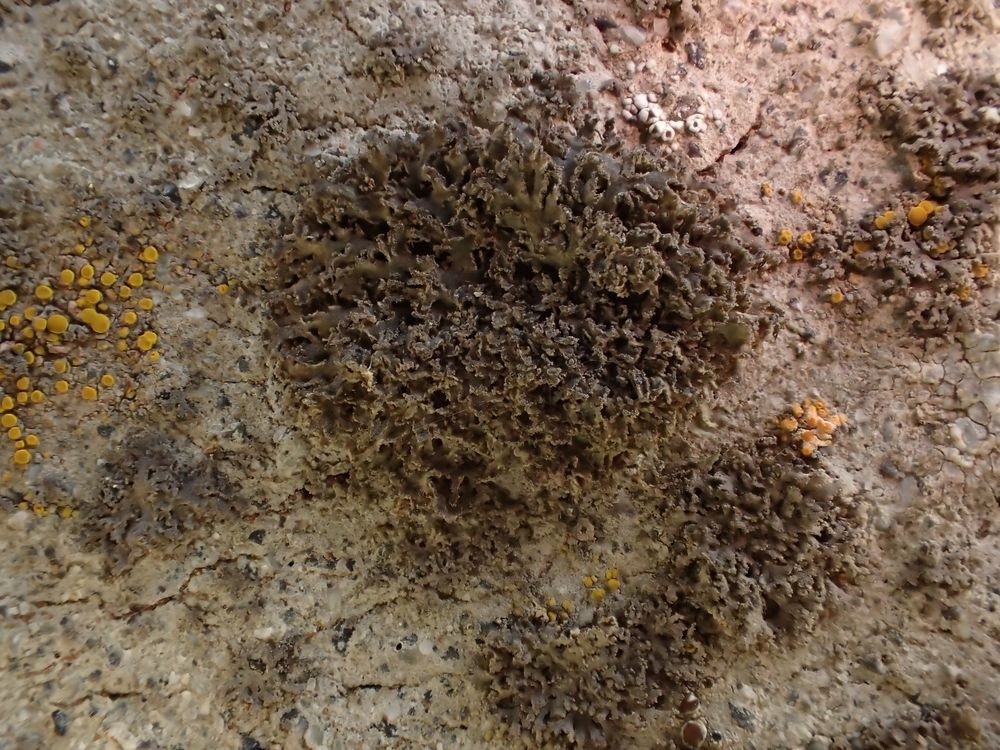 Phaeophyscia nigricans (63-La-Chapelle-Marcousse)