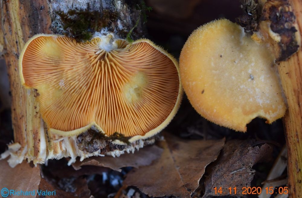 Phyllotopsis nidulans (Pleurotes – Tricholomatales)