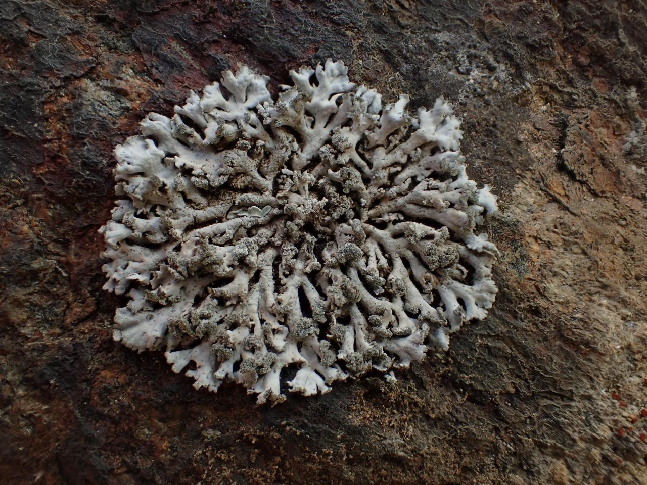 Physcia caesia (43-Léotoing)