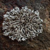 Physcia caesia (43-Léotoing et Saint-Arcons-d'Allier)