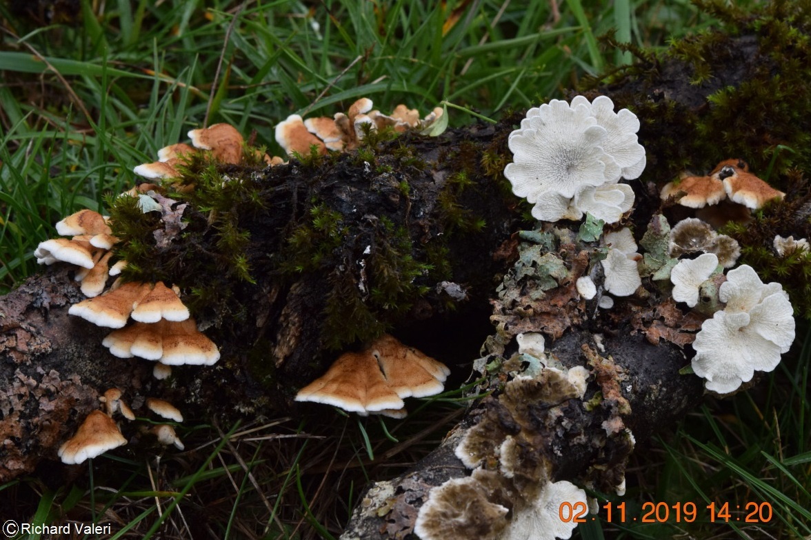 Plicaturopsis crispa (Croûtes - Agaricales)