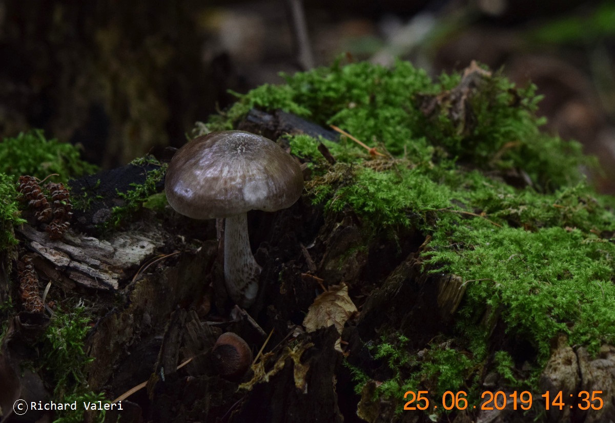 Pluteus cervinus (Plutées - Agaricales)