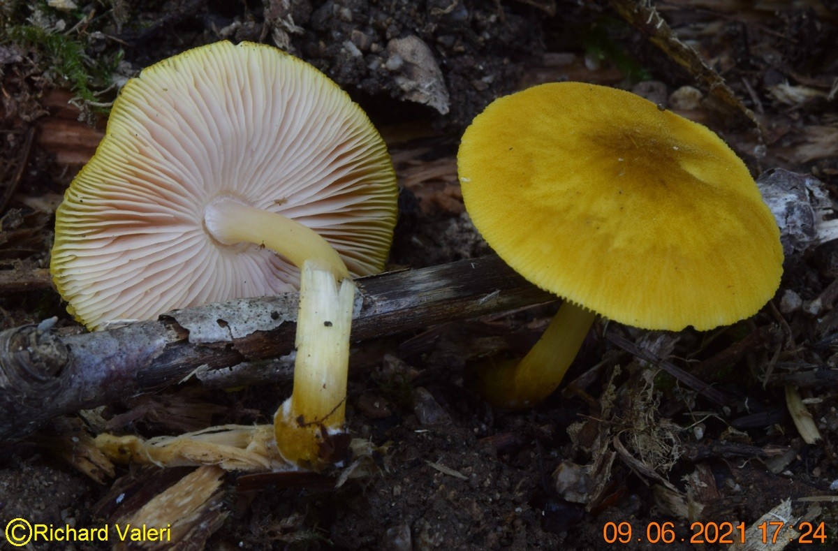 Pluteus leoninus (Plutées - Agaricales)