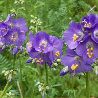 Polemonium caeruleum (15-Sainte-Anastasie)