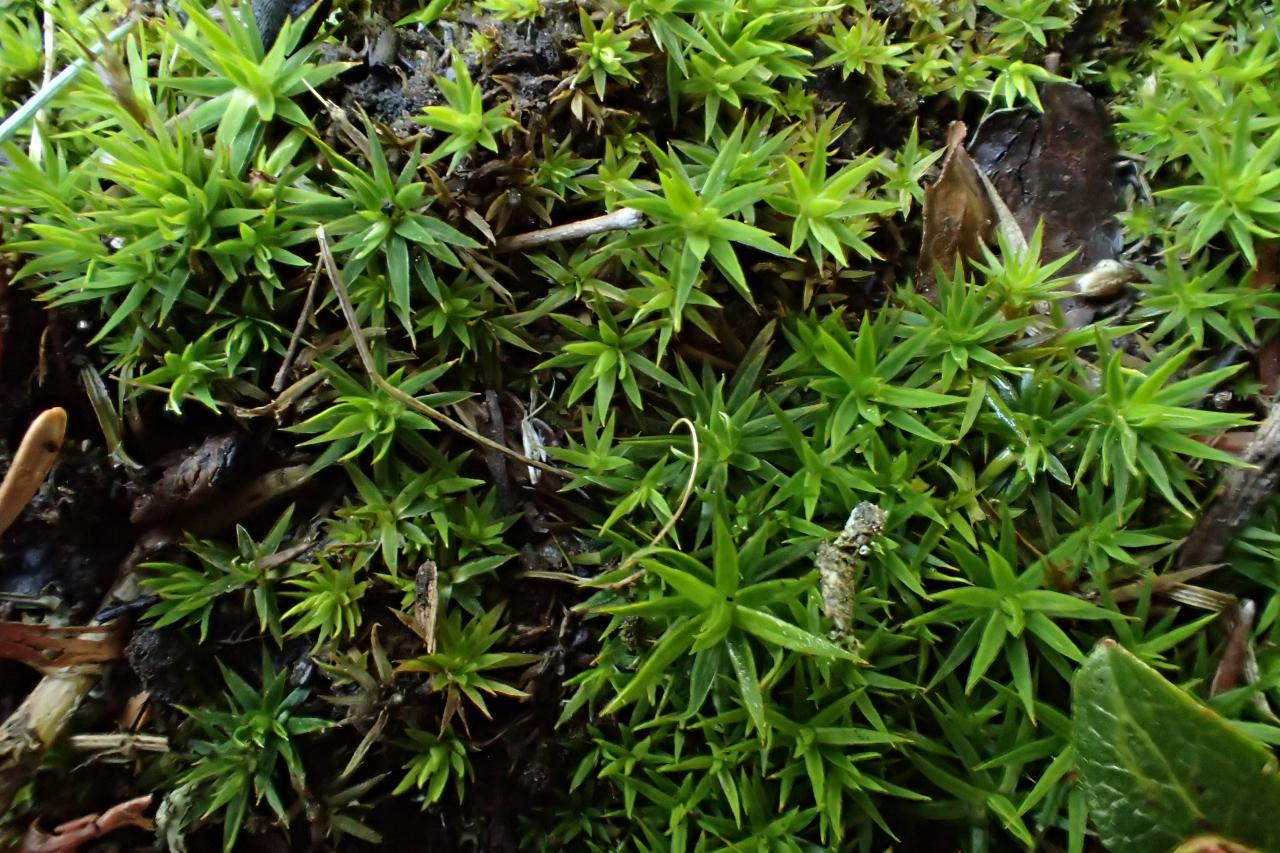 Polytrichastrum formosum (42-Col du Béal-Tourbière de la Pigne)