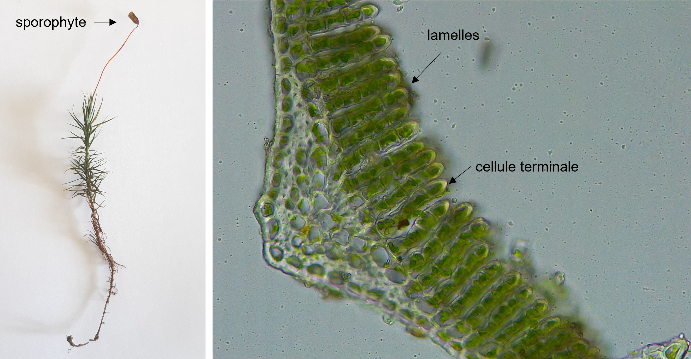 Polytrichastrum formosum