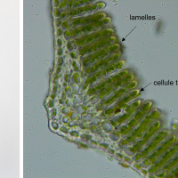 Polytrichastrum formosum