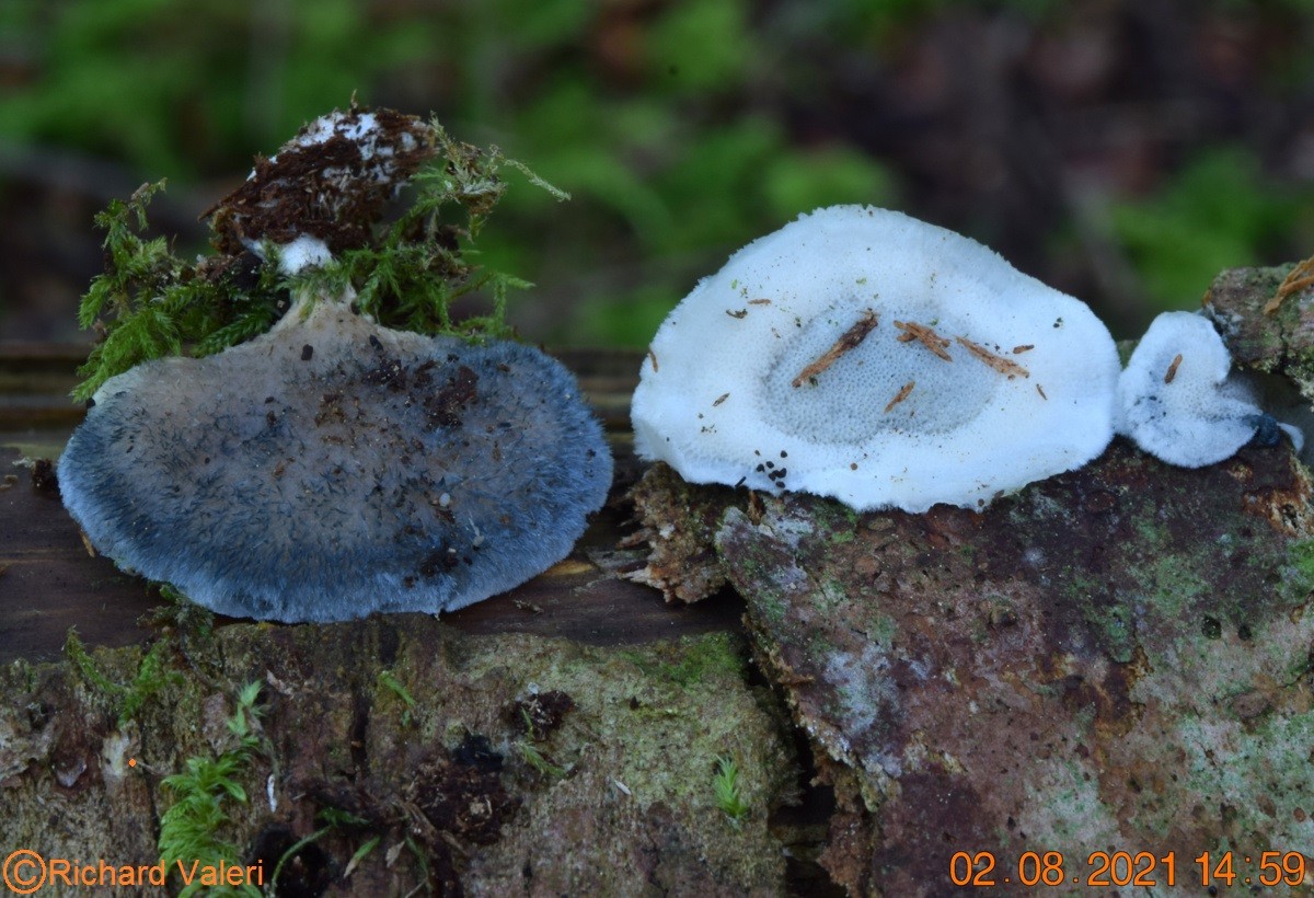 Postia caesia (Polypores - Polyporales)