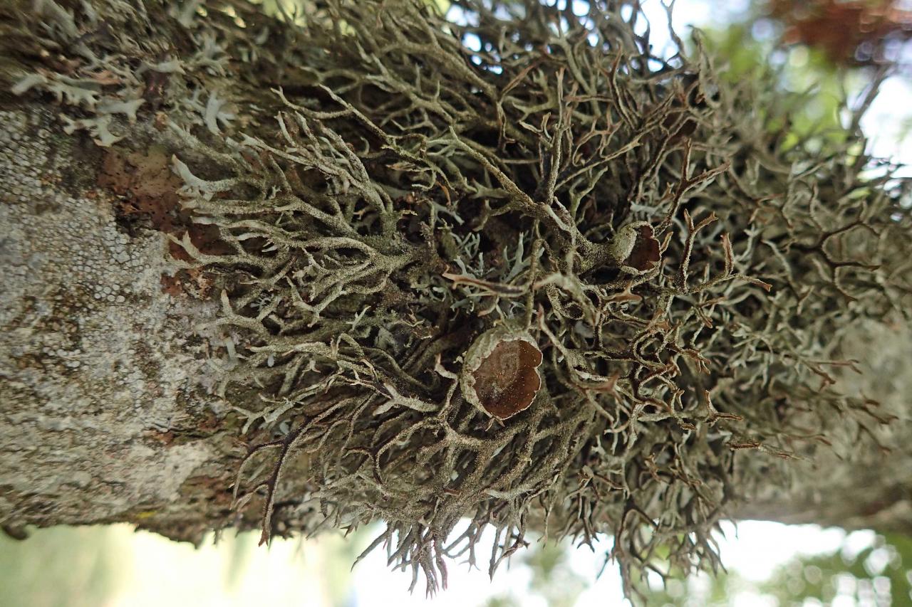 Pseudevernia furfuracea (63-Col du Béal)